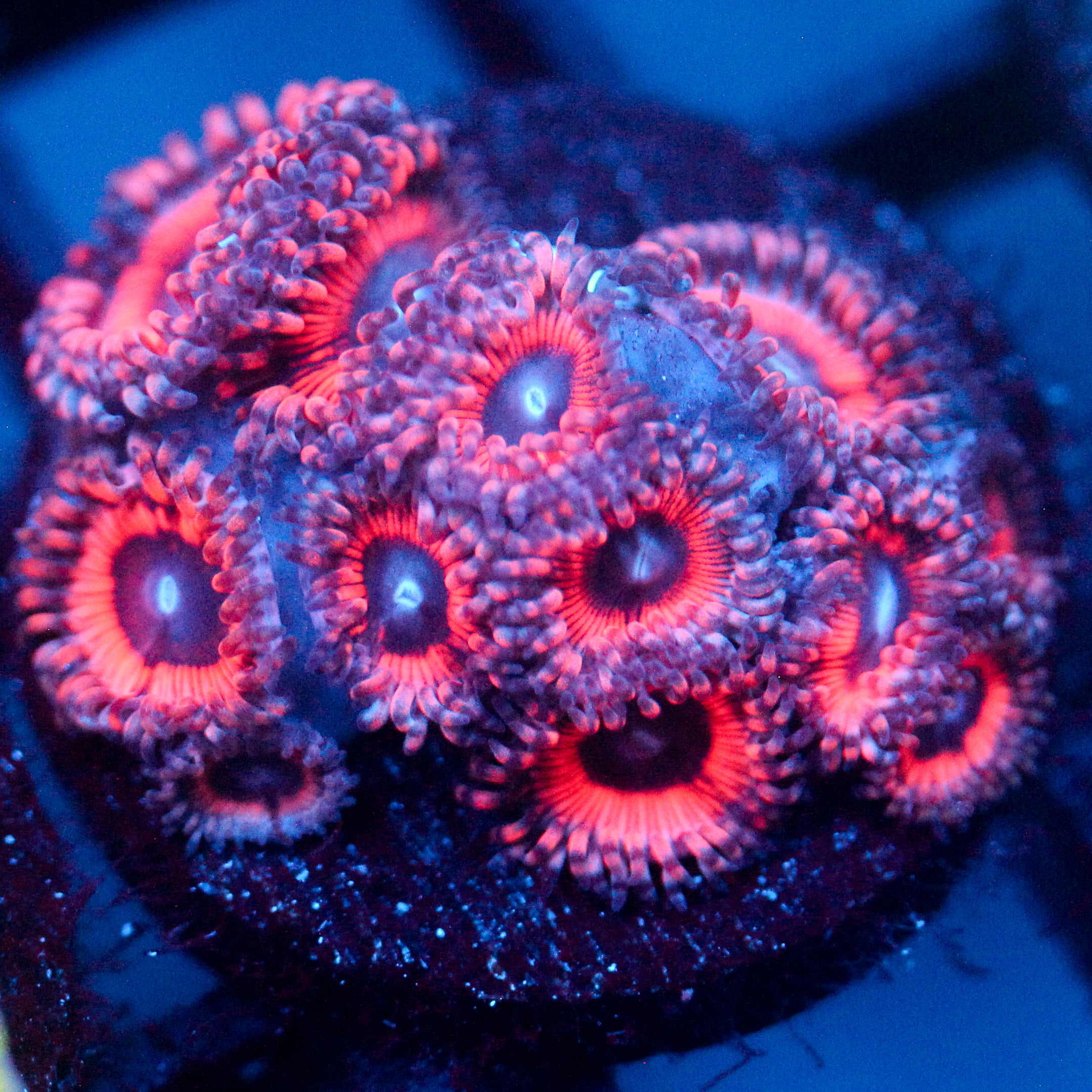 JC Pink Insanity Zoanthid