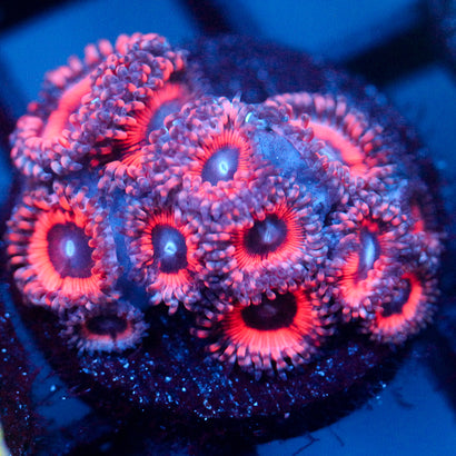 JC Pink Insanity Zoanthid
