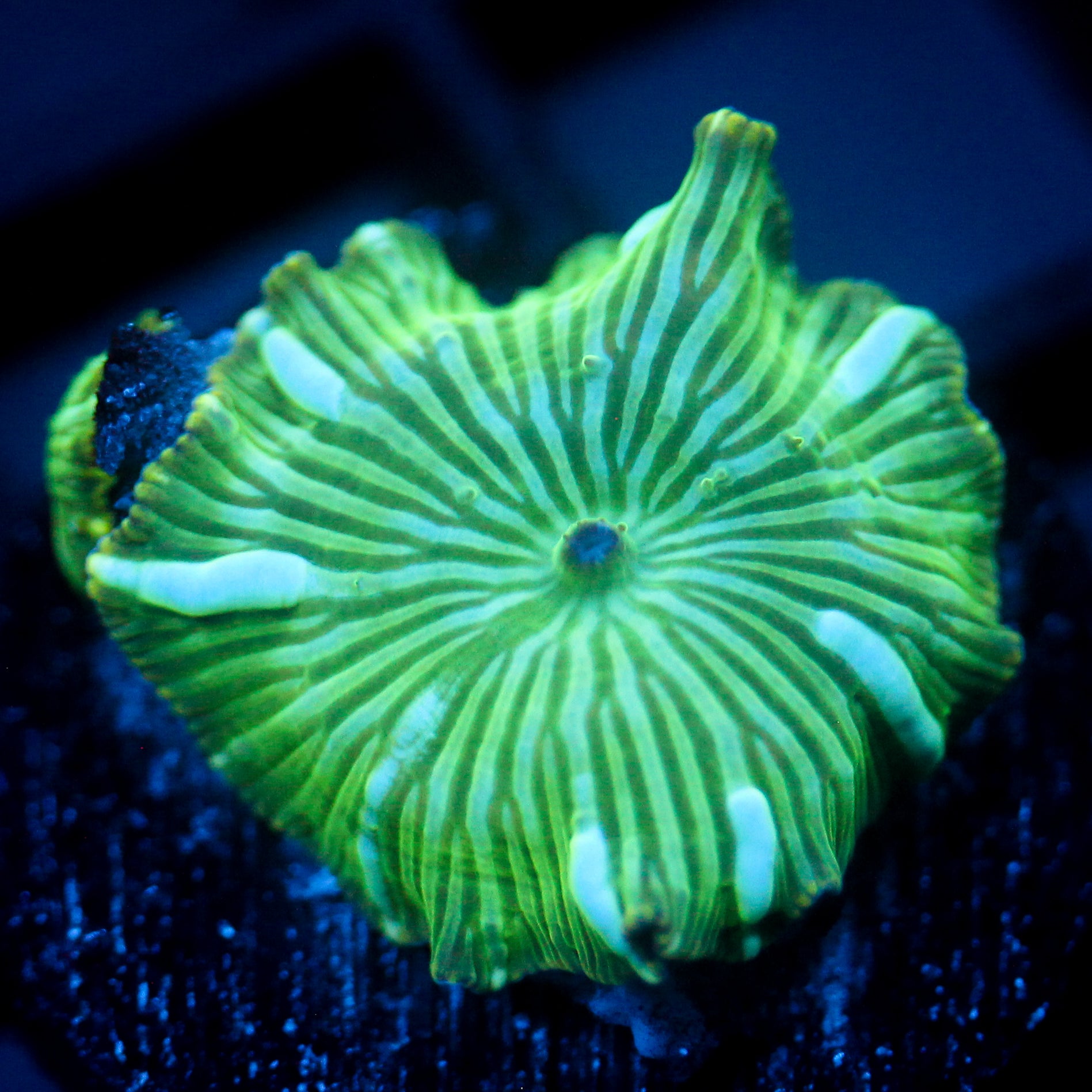 JC Blue Streak Watermelon Rind Discosoma
