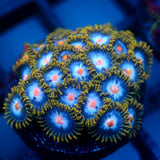 JC Saturn Zoanthid