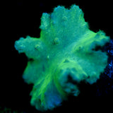 JC Neon Cabbage Coral 2.5