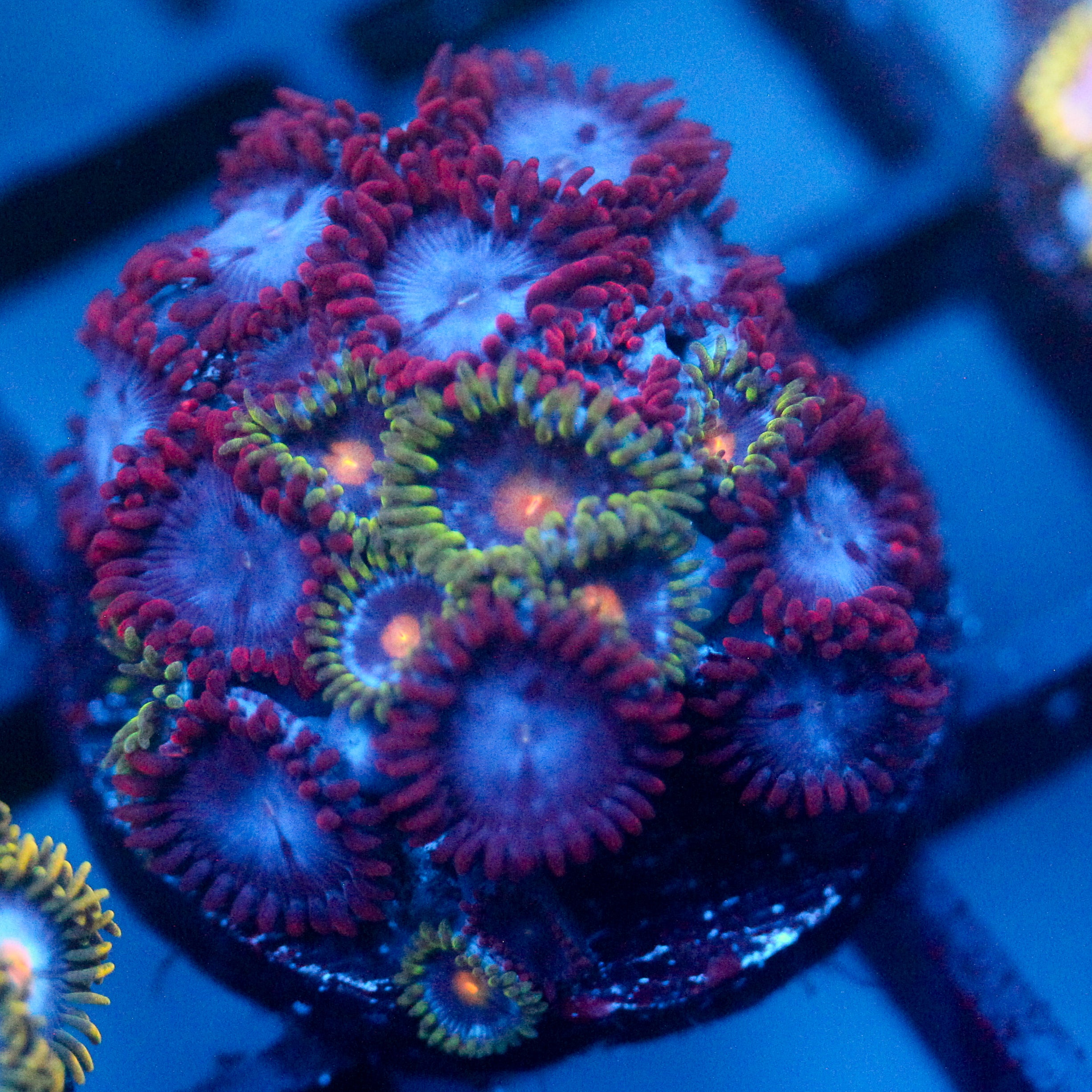 JC Nova Zoanthid Mix
