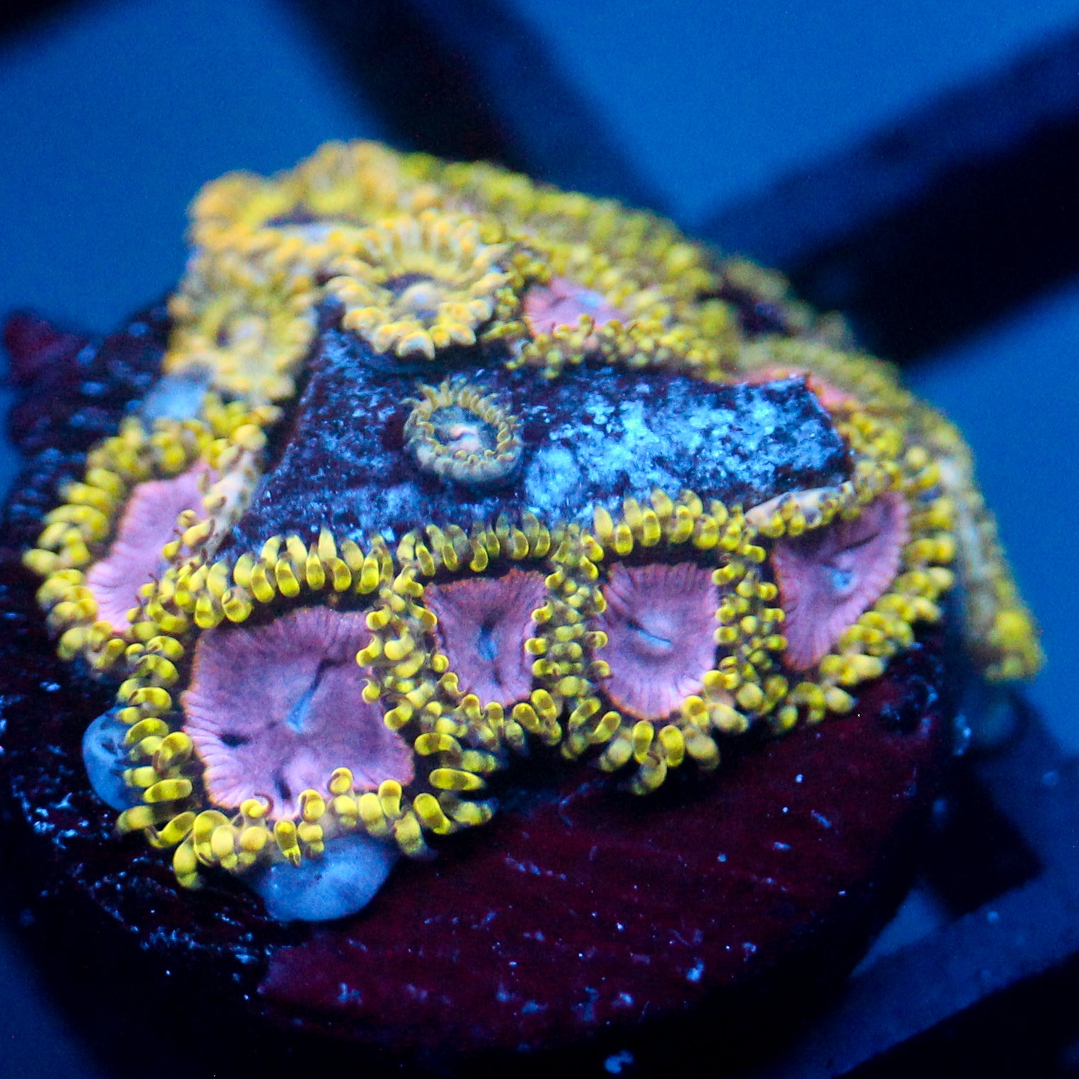 JC Purple Monster Zoanthid