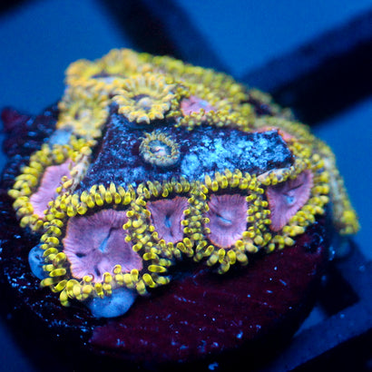 JC Purple Monster Zoanthid