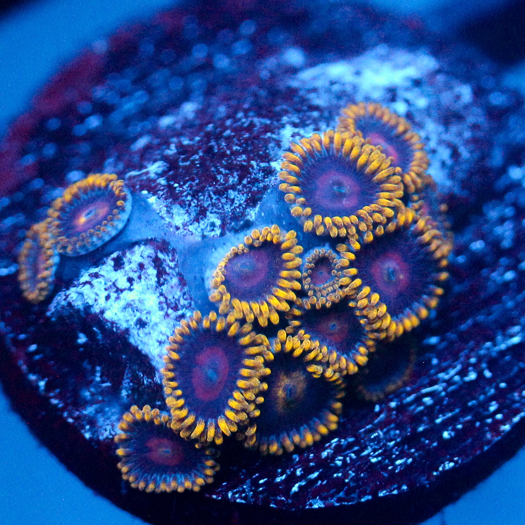 JC Empire Zoanthid