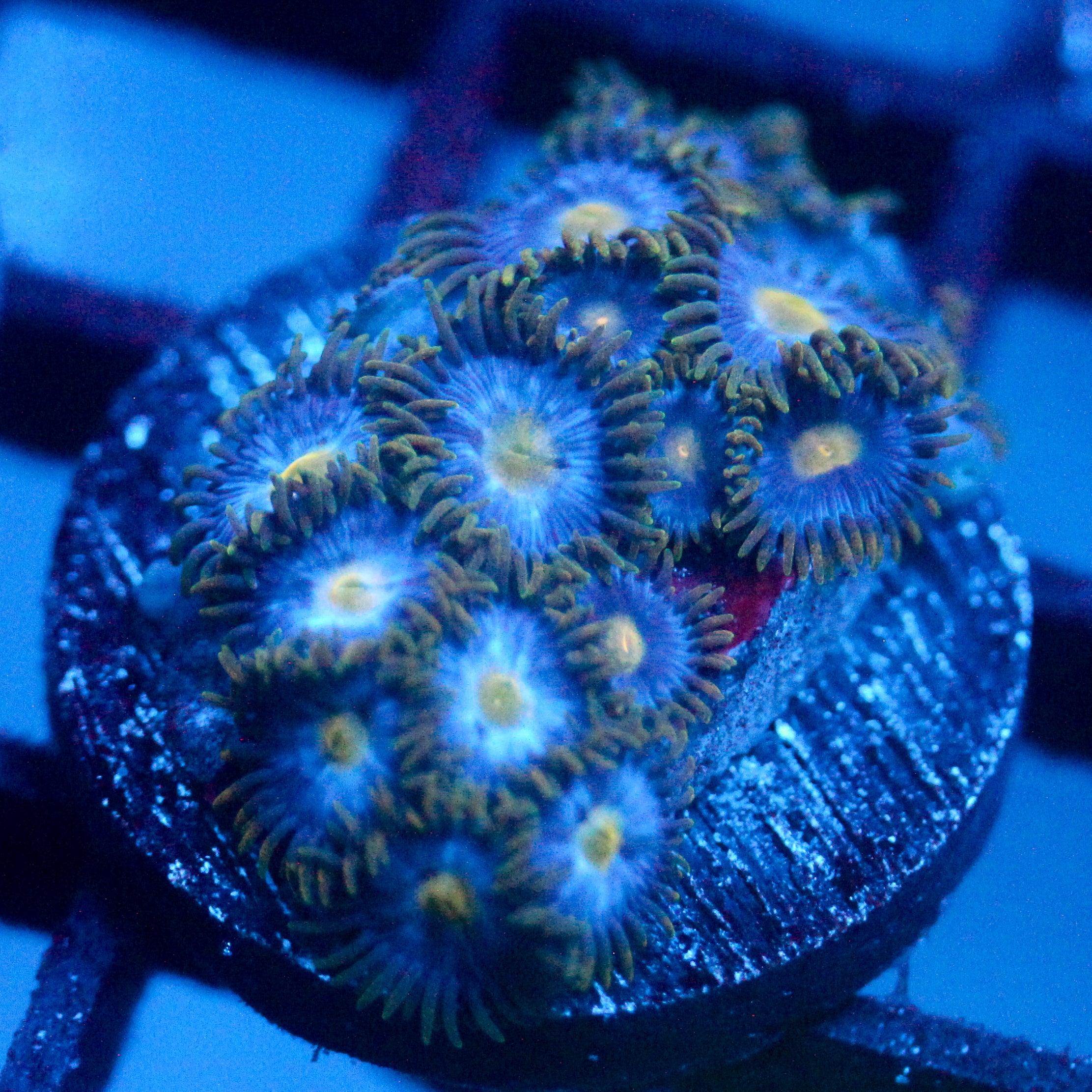 JC Gold Gobbler Zoanthid