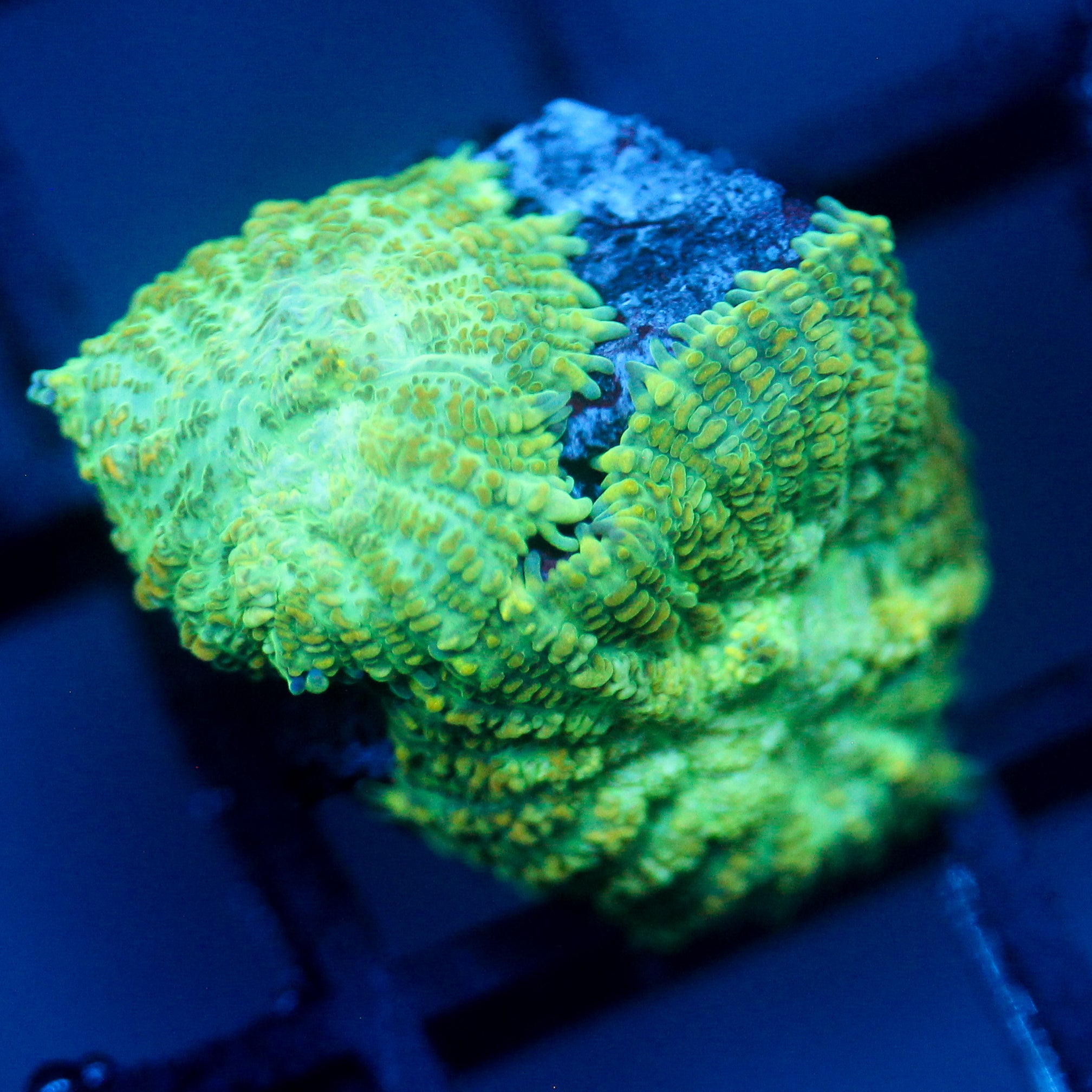 JC Lush Biome Rhodactis Double