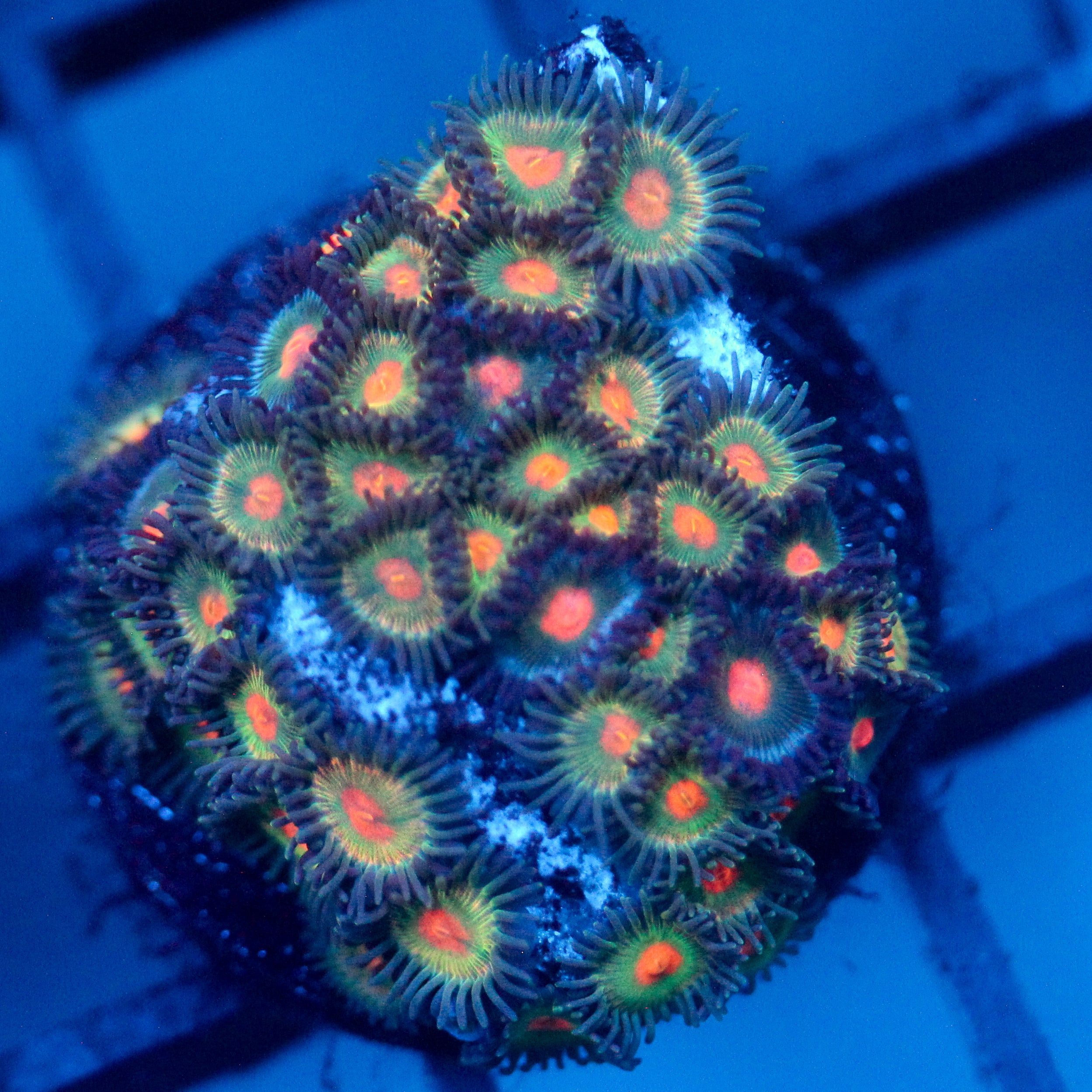 JC Alien Blood Zoanthid