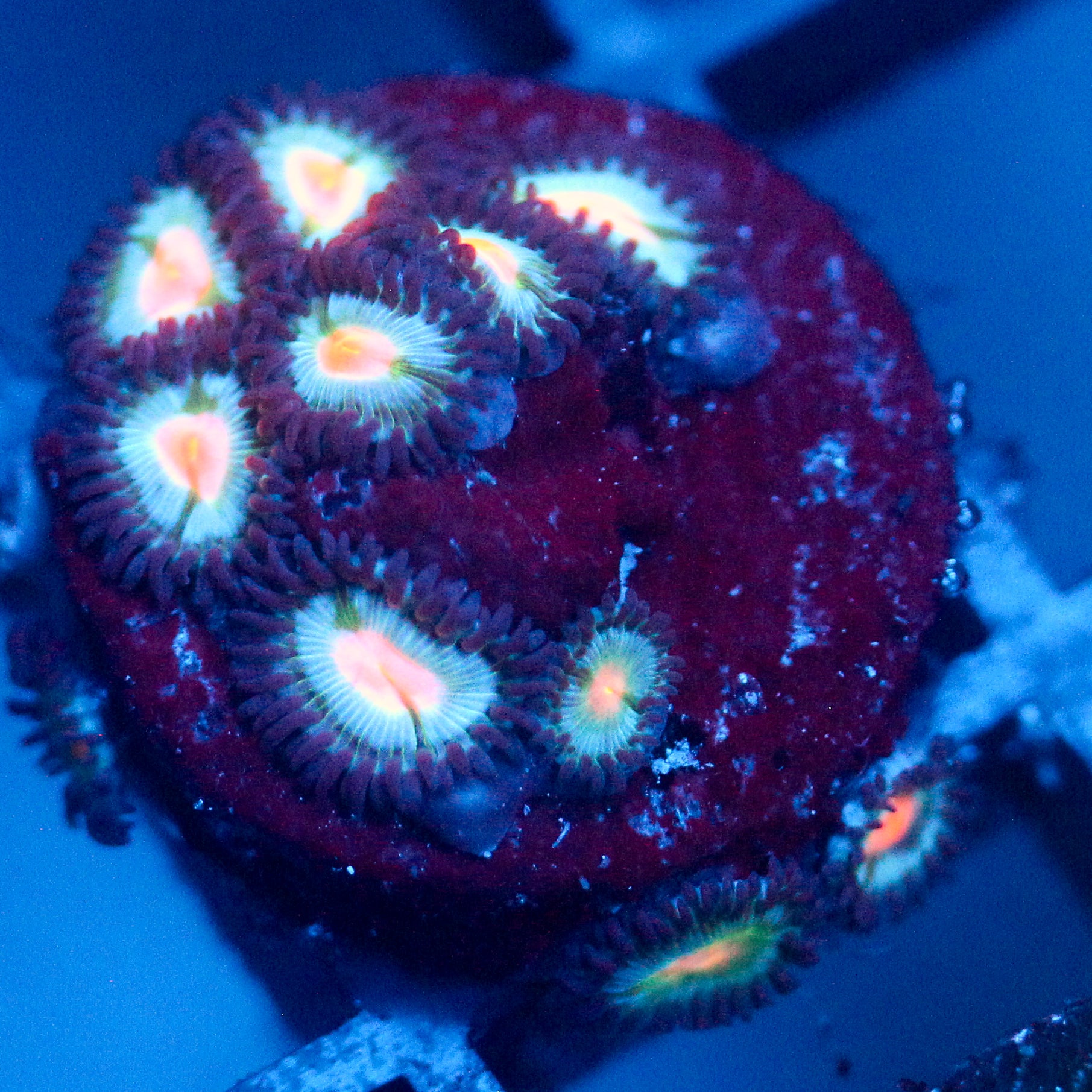 JC Blue Raven Zoanthid