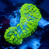 JC Neon Green Rhodactis