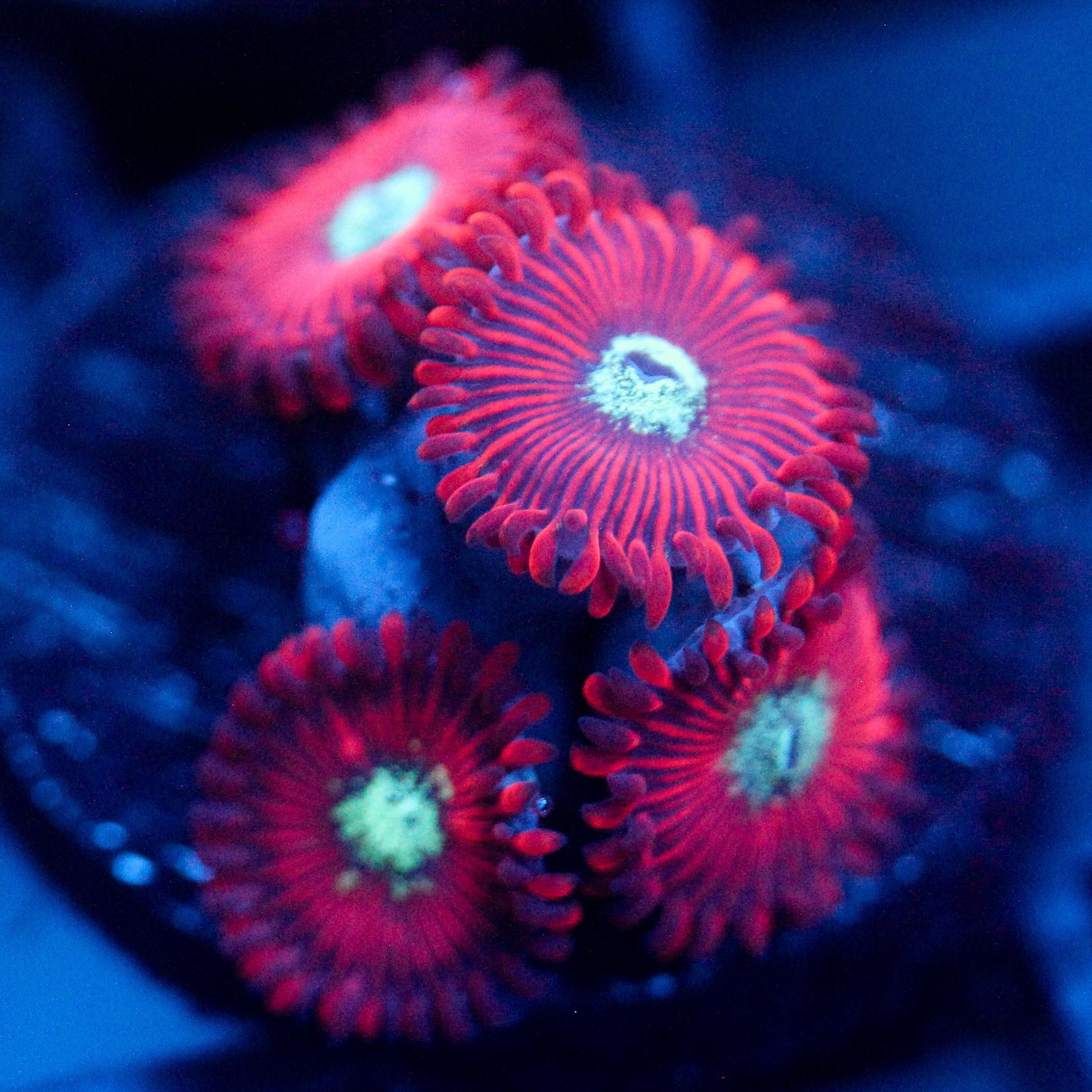 JC Magician's Zoanthid