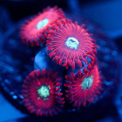 JC Magician's Zoanthid