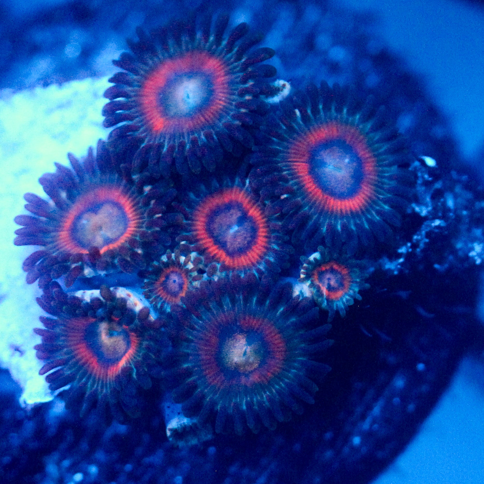 JC Darkling Zoanthids