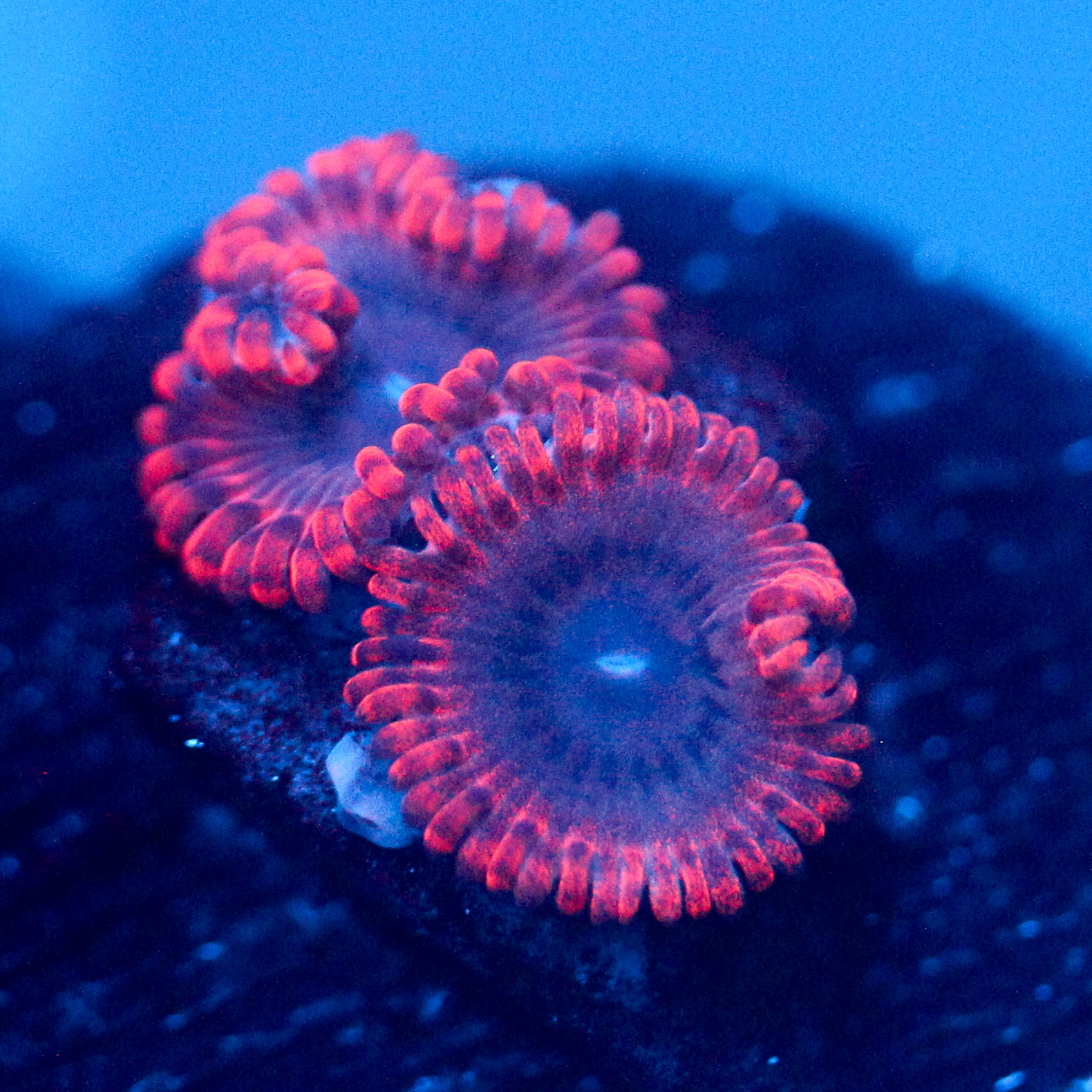 JC Typhloshion Zoanthid