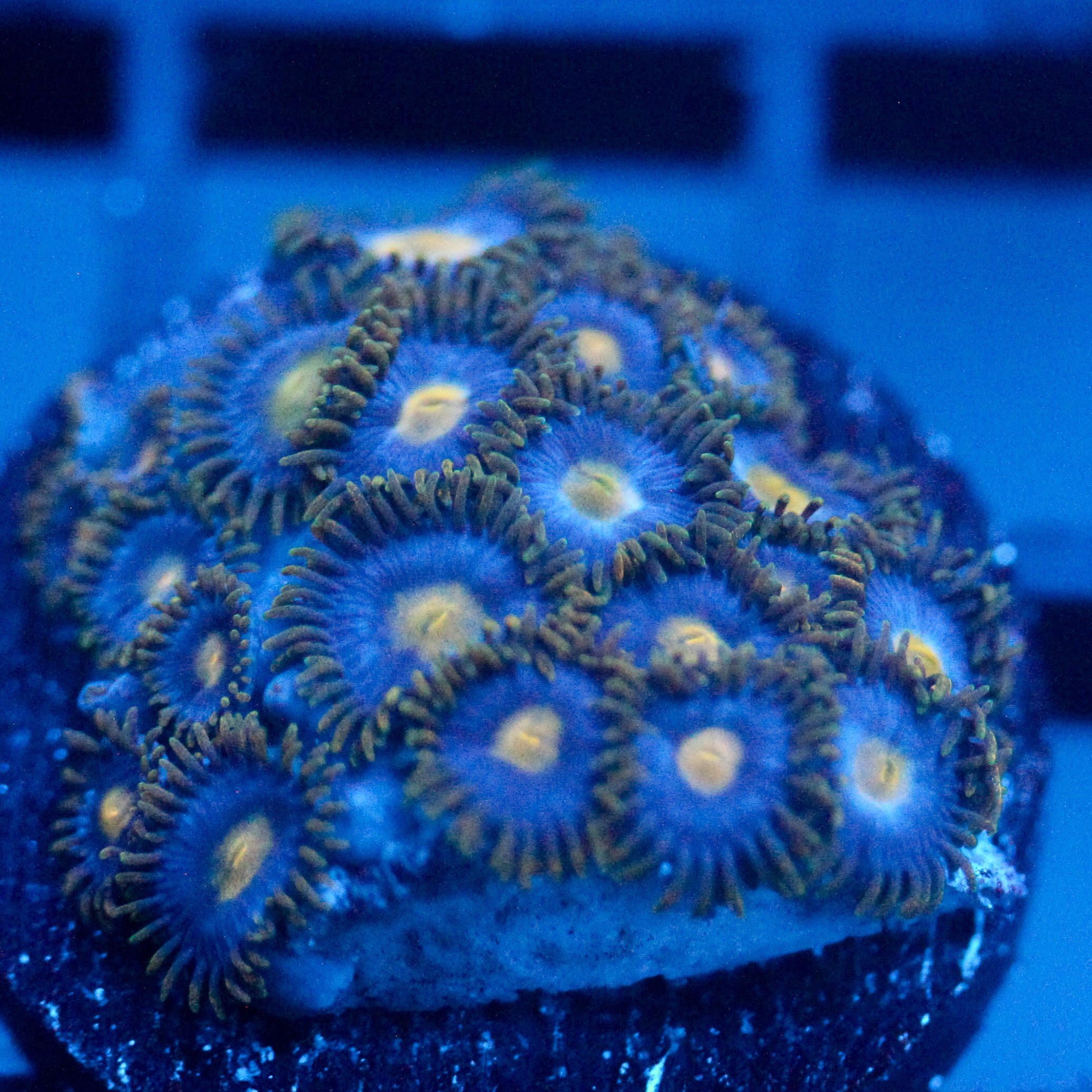 JC Gold Burst Zoanthid