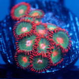 JC Gatorade Zoanthids
