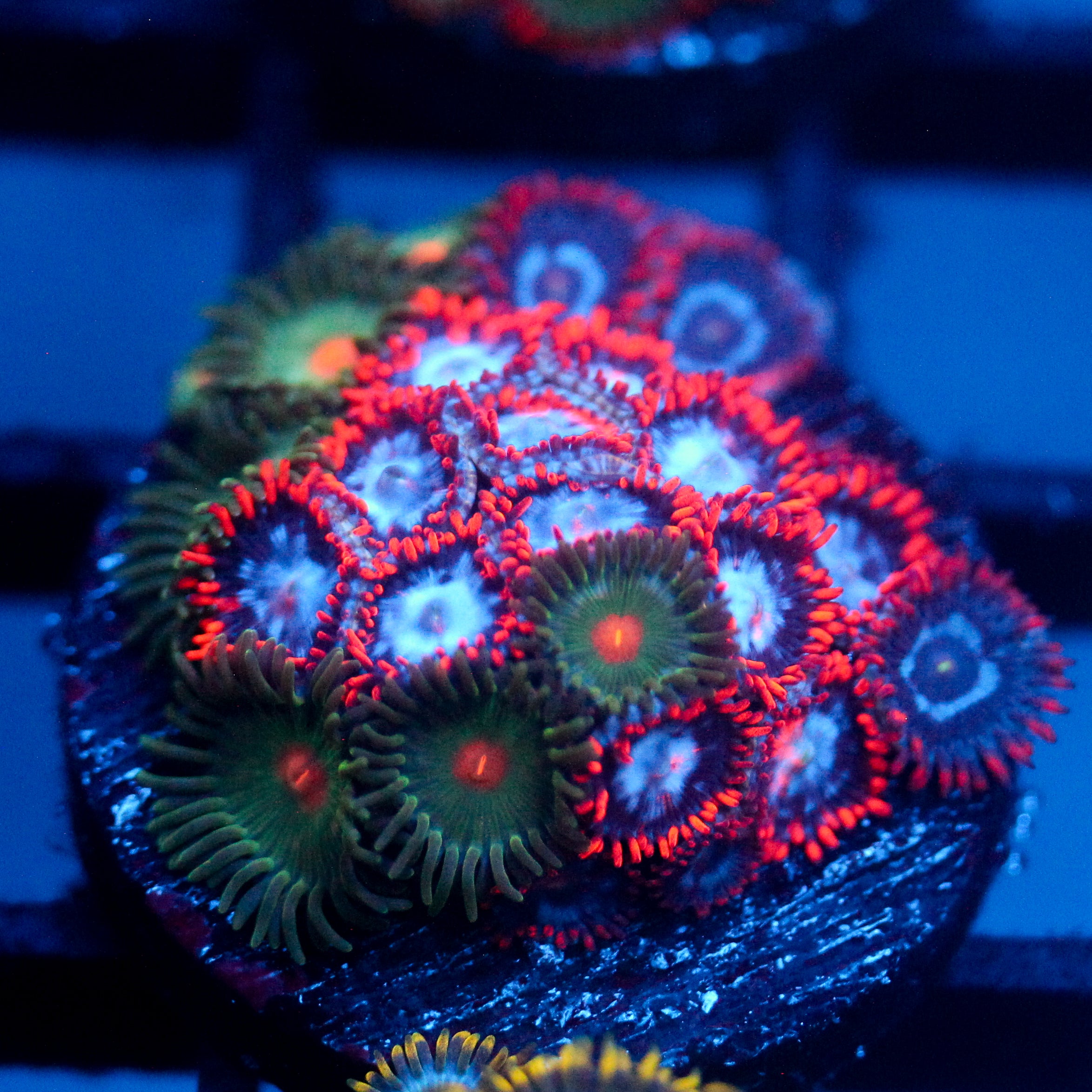 JC Edge of Reality Zoanthid Mix