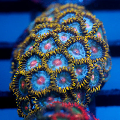 JC Saturn Zoanthid