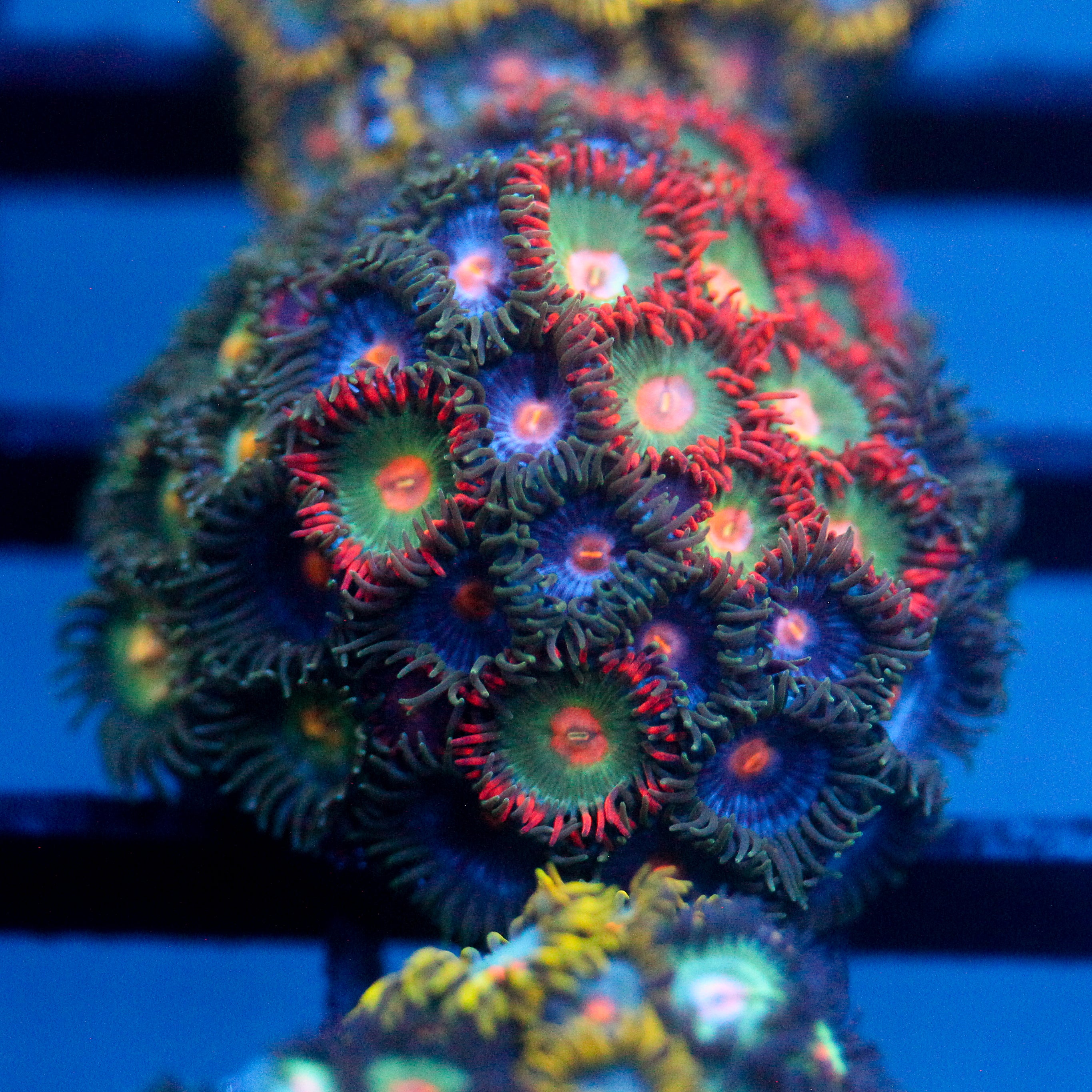 JC Zoa Garden Seed