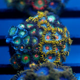 JC Saturn Zoanthid mix