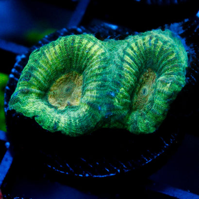 JC Neon Green Favia