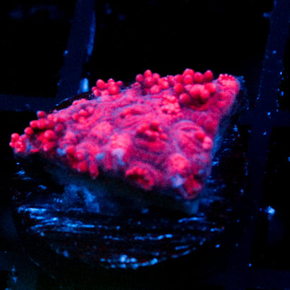JC Red Kraze Goni