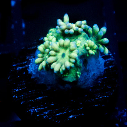 JC Yellow Rainbow Goni