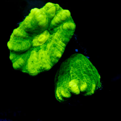 JC Trumpet Coral