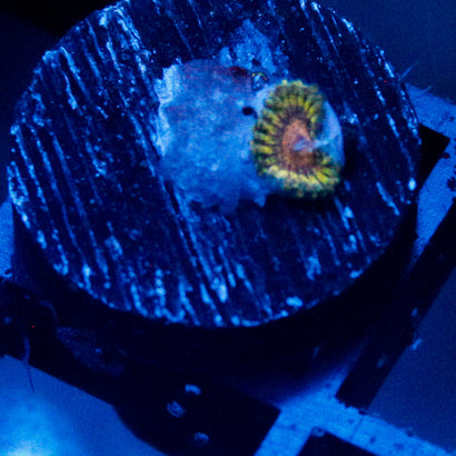JC Sunrise Zoanthid