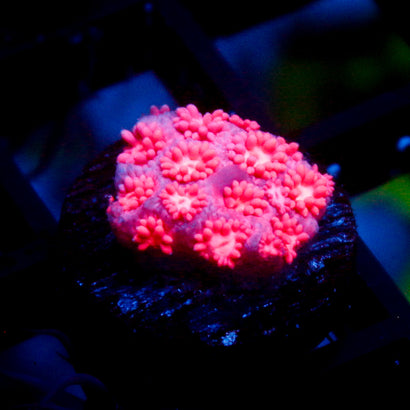 JC Pink Rain Goni