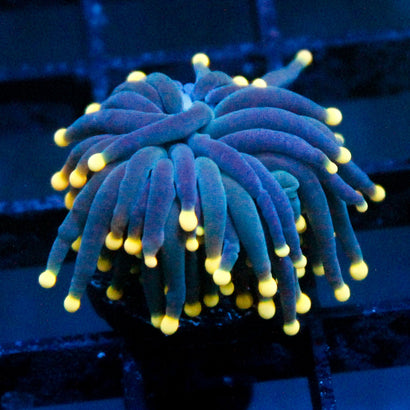 JC Yellow TIp Hurricane