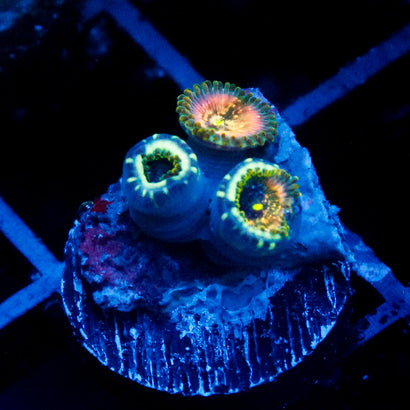Leprechaun Burps Zoanthid