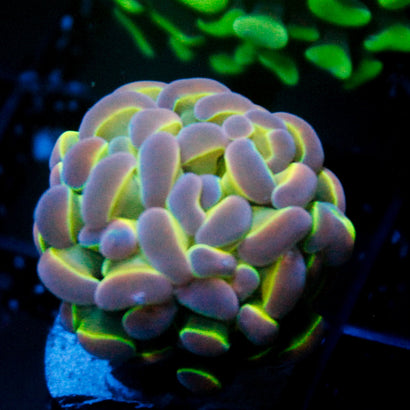 JC Ultra Hologram Hammer