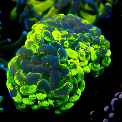 JC Ultra Splatter Hammer