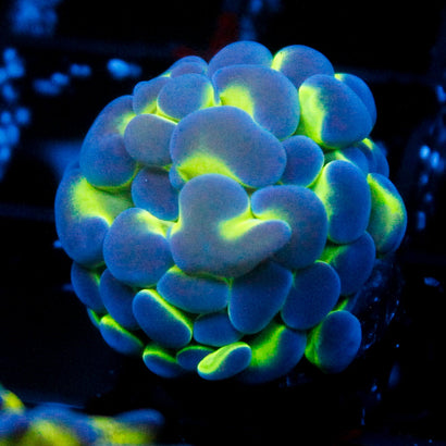 JC Hologram Hammer V1