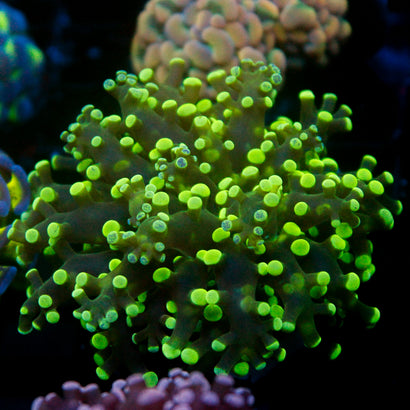 JC Neon Green Octo