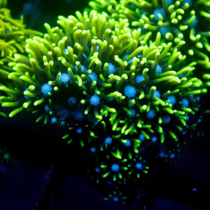 JC Star Polyp