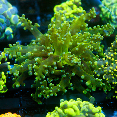 JC Green Octo