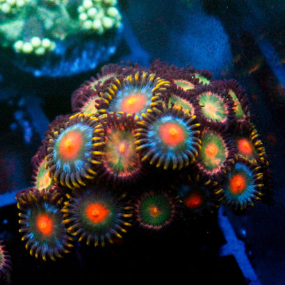 Miami Days Zoanthia