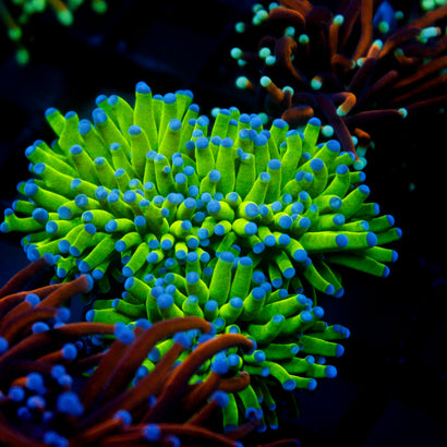 JC Todd's Torch Mini Colony