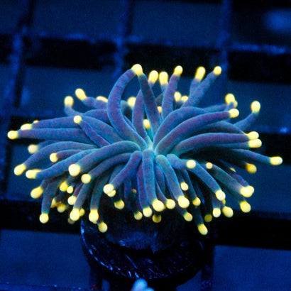 JC Yellow Tip Hurricane