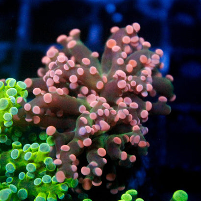 JC Pink Tip Octo