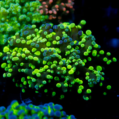 JC Neon Green Tip Octo
