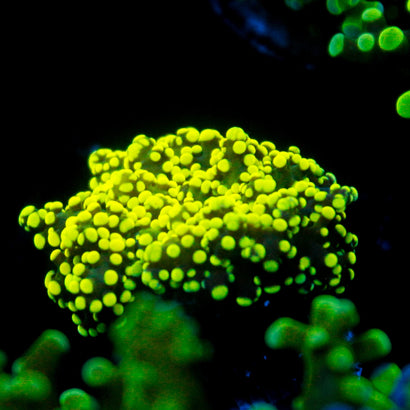 JC Neon Yellow Octo