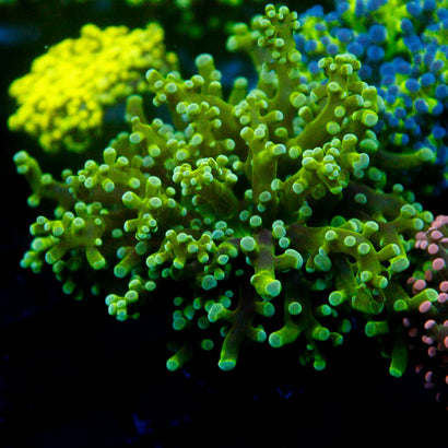 JC Green Octo