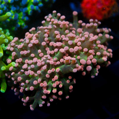 JC Pink and Green Octo