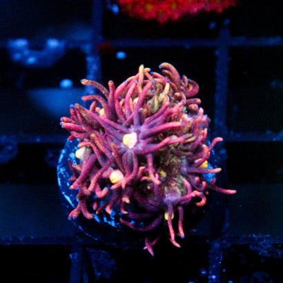 JC Speckled Rainbow