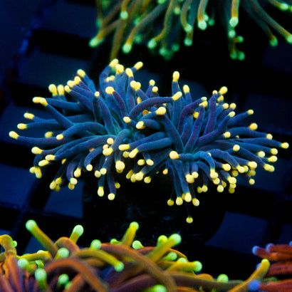 JC Yellow Tip Hurricane (2 Heads)