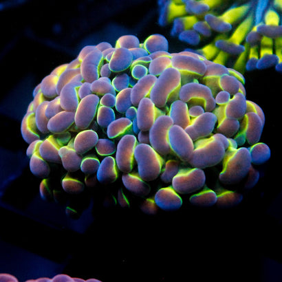 JC Ultra Hologram Hammer (2 Heads)