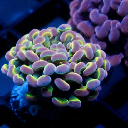 JC Ultra Hologram Hammer